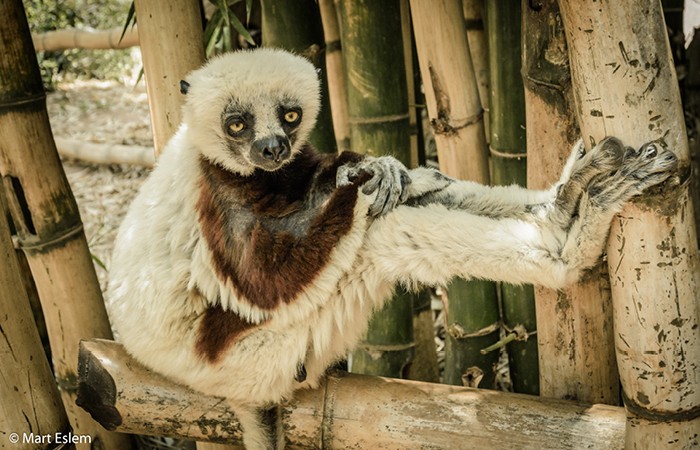 Madagaskar – Mart Eslem a David Surý | přednáška